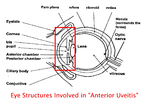diagram of eye with
anterior region highlighted