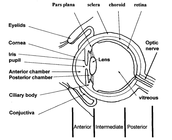 eye diagram for glossary