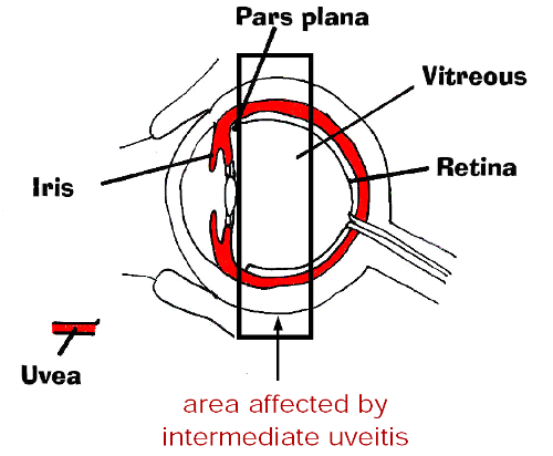 diagram of eye
with intermediate region highlighted