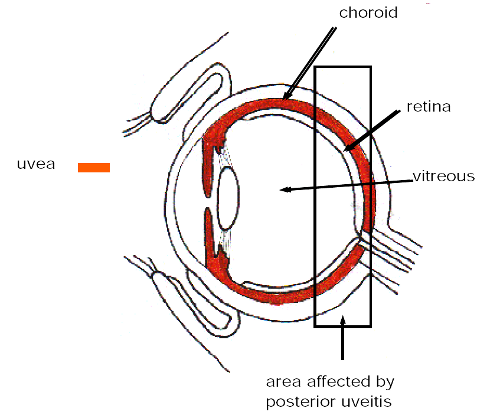 image of eye with posterior region highlighted