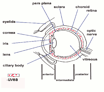 diagram of eye showing
parts